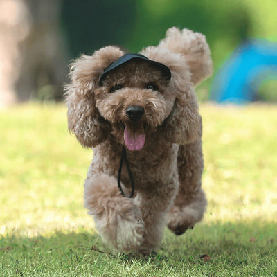 PawShade™ – Verstellbarer Sonnenschutzhut für Hunde