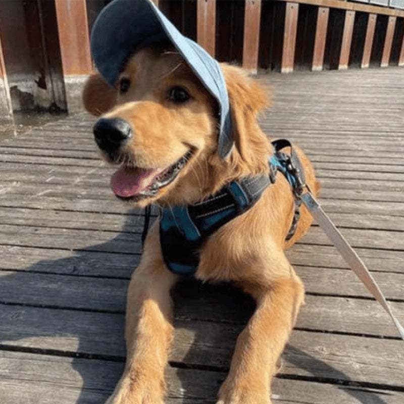 PawShade™ – Verstellbarer Sonnenschutzhut für Hunde