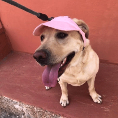PawShade™ – Verstellbarer Sonnenschutzhut für Hunde