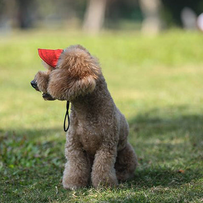 PawShade™ – Verstellbarer Sonnenschutzhut für Hunde